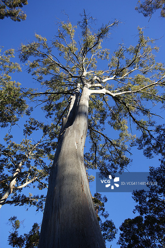 波布鲁山顶的高耸桉树图片素材