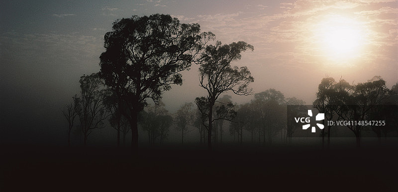 日出时分的树木剪影图片素材