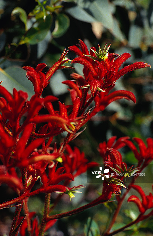 盛开的红色袋鼠爪图片素材