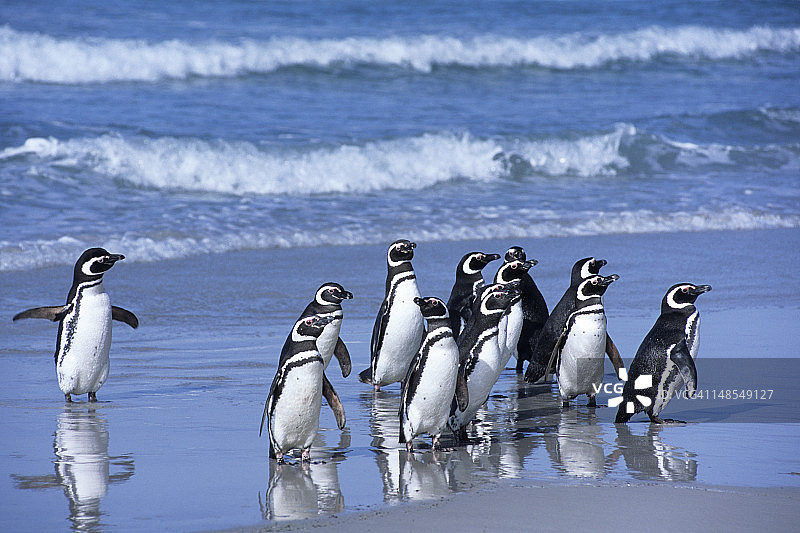 海滩上的麦哲伦企鹅图片素材
