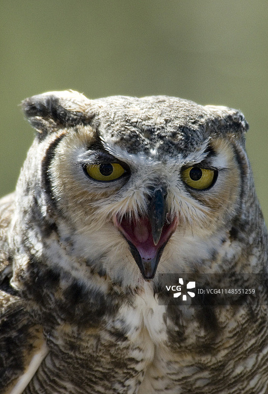 亚利桑那-索诺拉沙漠博物馆的大角鸮图片素材