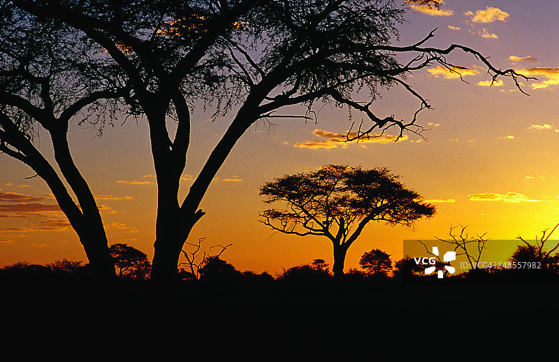 非洲日落下的树木轮廓图片素材