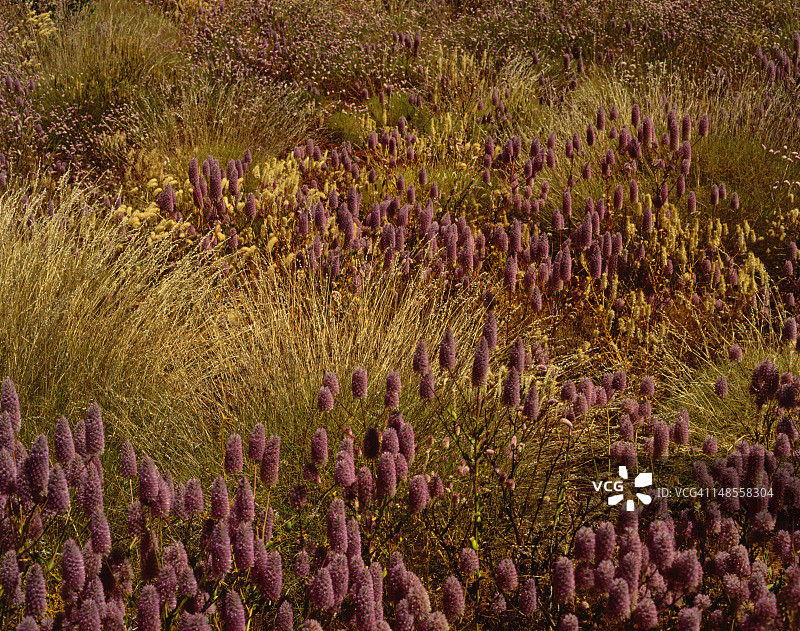 紫穗苋图片素材