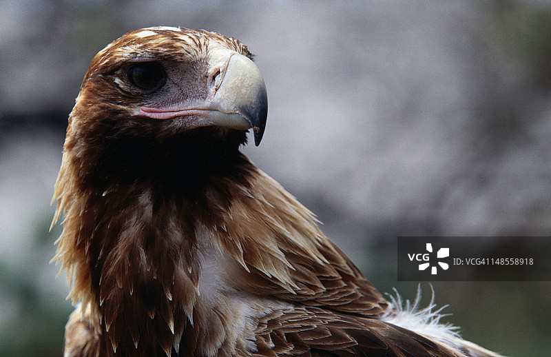 澳洲楔尾鹰，体型最大的猛禽之一图片素材