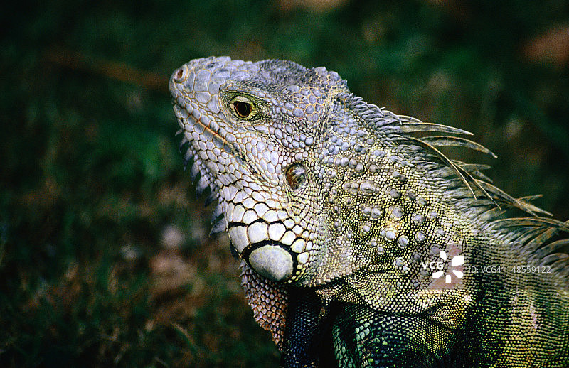 美洲鬣蜥，迈阿密动物园图片素材