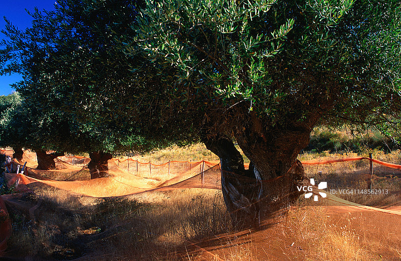 科尔西嘉岛橄榄树与树干周围的防护网图片素材