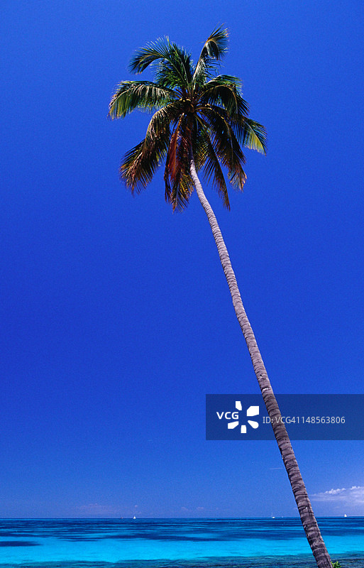 Darkwood海滩的棕榈树图片素材