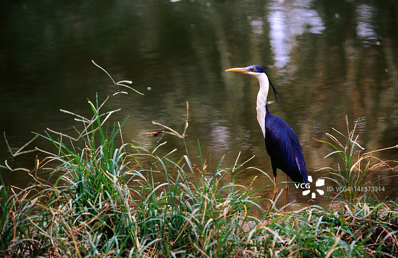 比拉邦水鸟（鳄鱼公园）图片素材