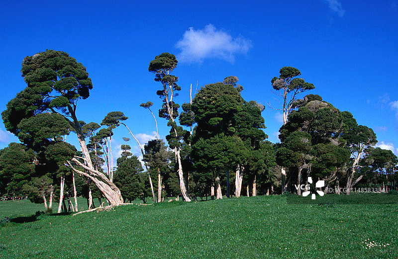 金岛上的桉树图片素材