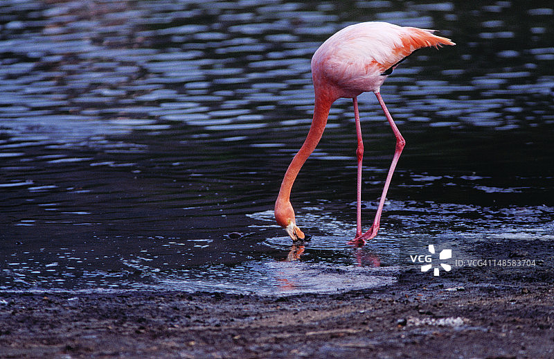 海滩后咸水泻湖中的大红鹳图片素材