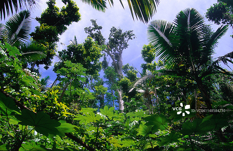 云雀国家森林大树小径上的热带雨林图片素材