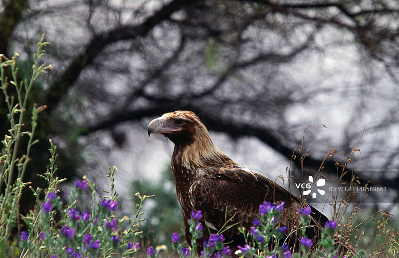 澳洲楔尾鹰，体型最大的猛禽之一图片素材