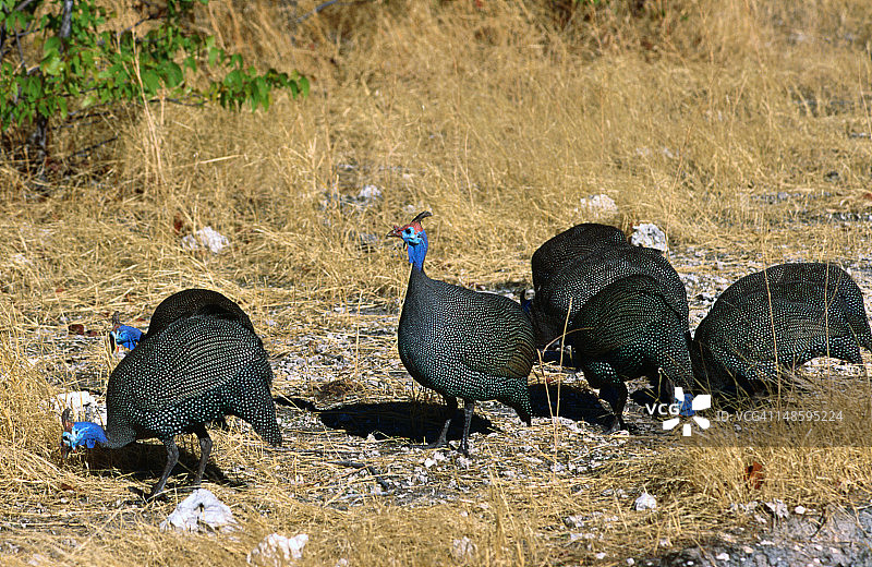 戴盔珍珠鸡，埃托沙国家公园图片素材