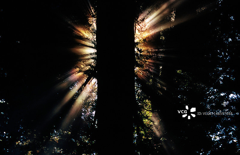 阳光穿过红杉树林图片素材