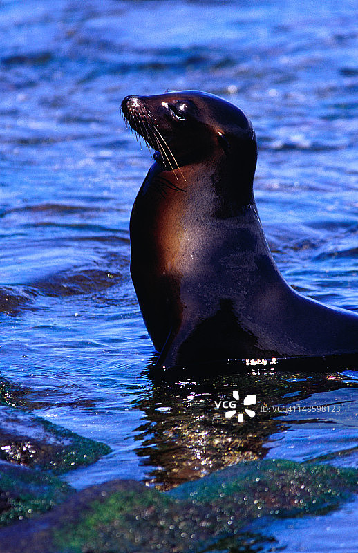 加拉帕戈斯海狮幼崽（瓜亚基尔埃加斯港）图片素材