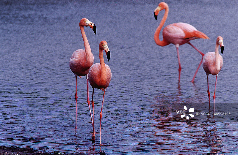 海滩盐水泻湖中的大红鹳图片素材