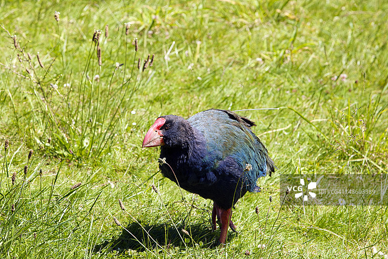 新西兰西兰蒂亚保护区的秧鸡图片素材