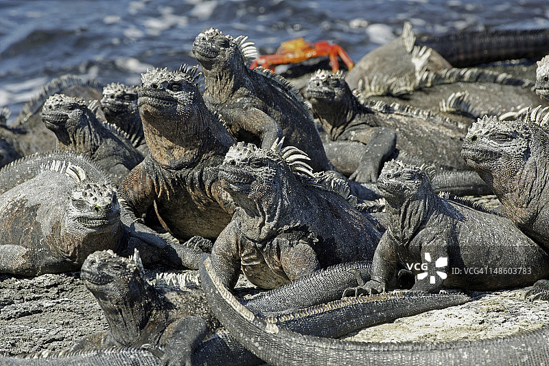 蓬塔埃斯皮诺萨的海鬣蜥图片素材