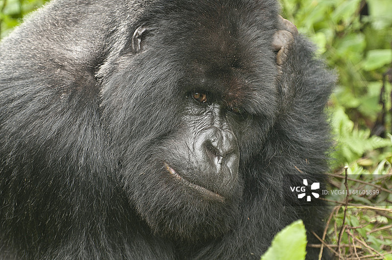 维龙加国家公园（火山国家公园）的阿马霍罗家族银背大猩猩图片素材