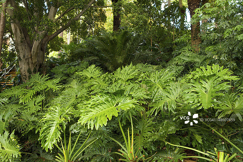 埃尔金顿公园，巴尔曼图片素材