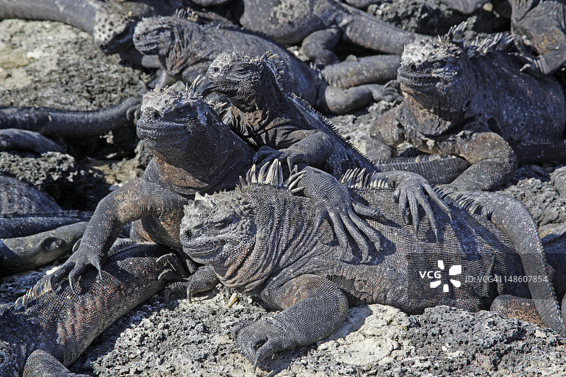 厄瓜多尔加拉帕戈斯群岛费尔南迪纳岛海鬣蜥图片素材