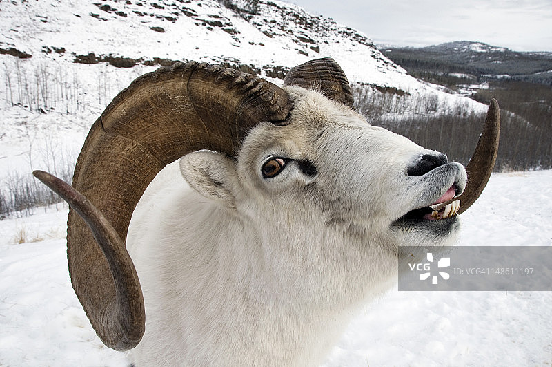多尔大角羊图片素材