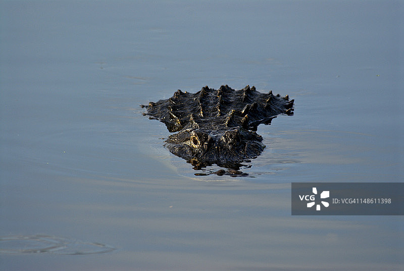 美国短吻鳄潜伏在水中图片素材