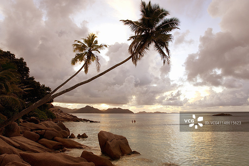 Anse Severe黄昏时岩石海岸上悬垂的棕榈树，地平线上有普拉兰岛和库里厄斯岛图片素材