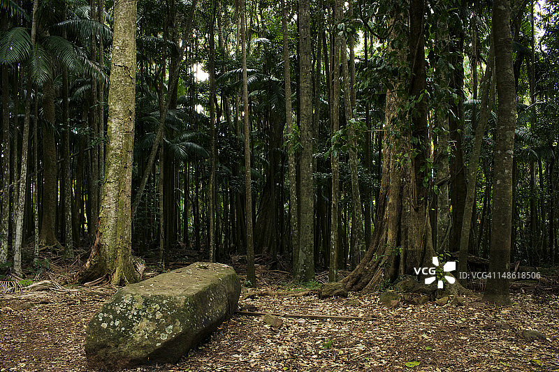 坦伯林山的热带雨林图片素材