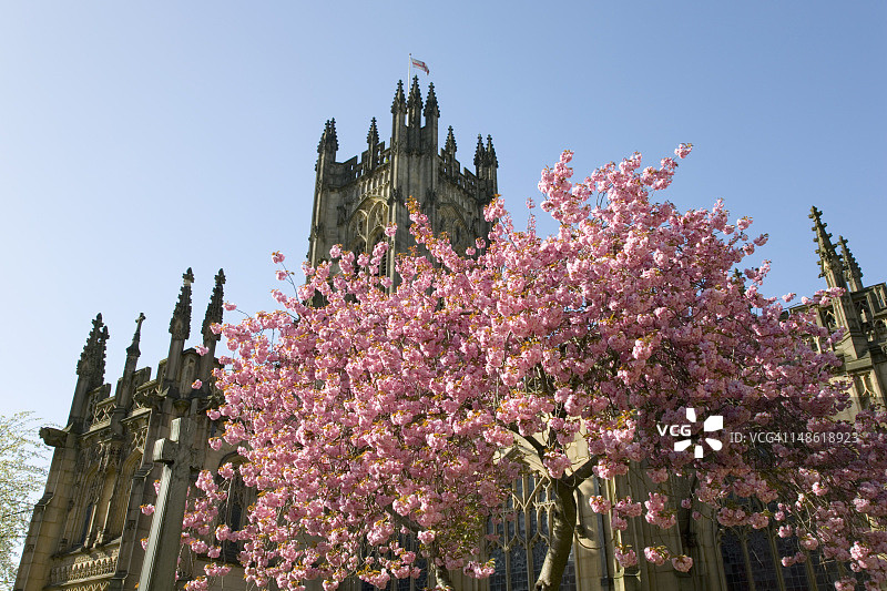 曼彻斯特大教堂外的盛开樱花树图片素材