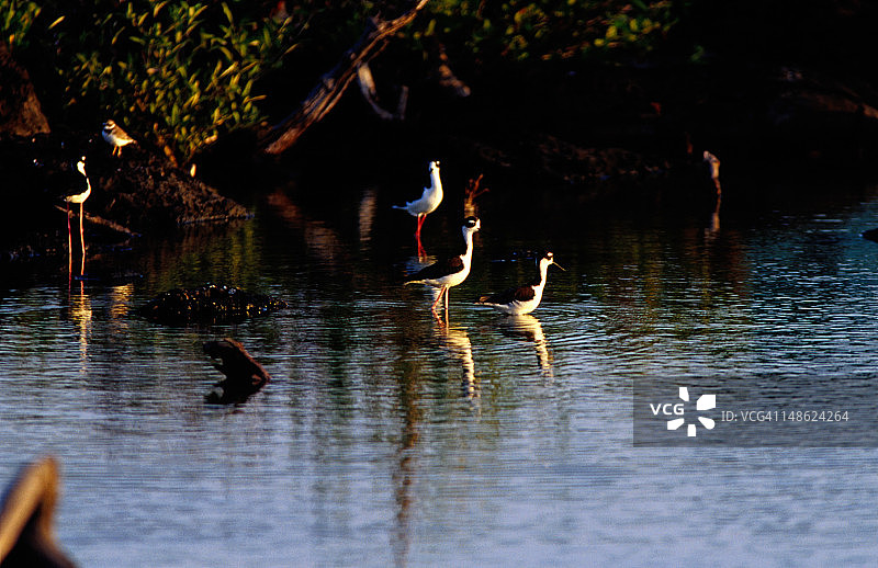 波多阿约拉泻湖中的黑颈长脚鹬图片素材