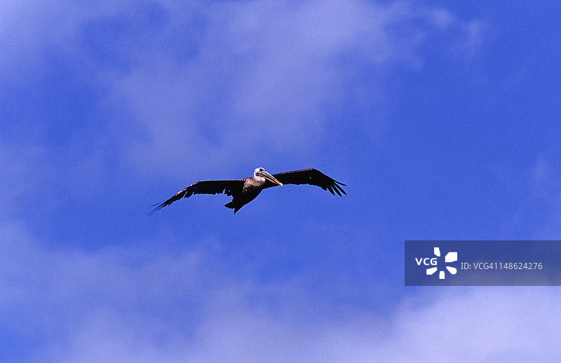 飞行中的棕色鹈鹕图片素材