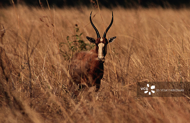 在姆利拉瓦内野生动物保护区中伪装的非洲大羚羊图片素材