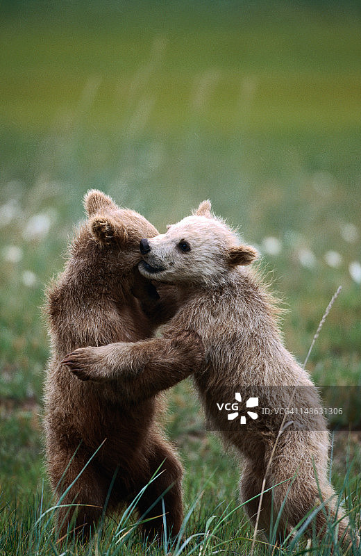 玩耍的棕熊幼崽图片素材
