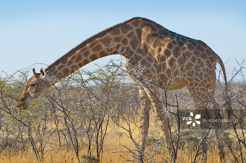 长颈鹿图片素材