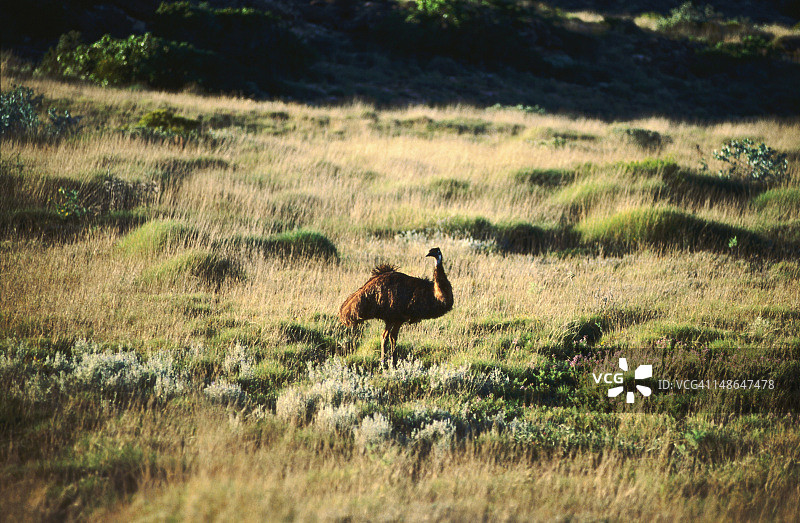 埃克斯茅斯附近的鸸鹋和刺草图片素材