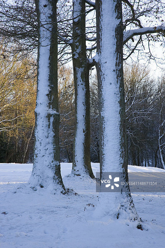林菲尔德公园高尔夫球场的雪树图片素材
