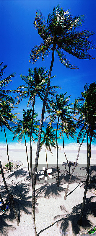 沿着博汤湾的椰子树图片素材