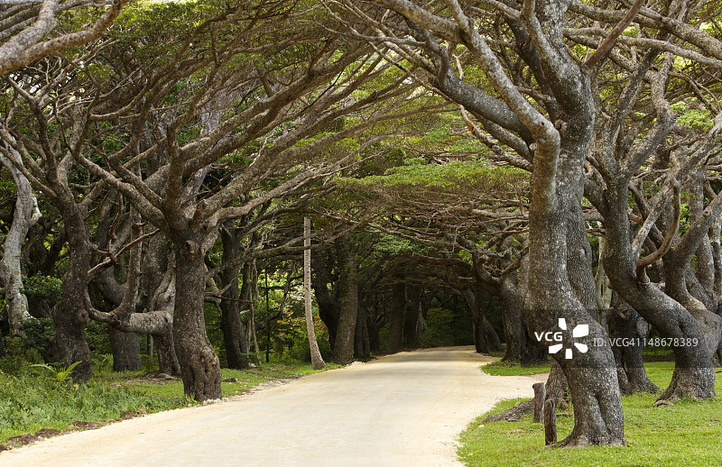 白色珊瑚路穿过林荫大道，库托村图片素材
