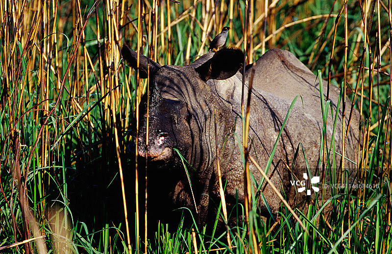 独角犀牛现身纳拉亚尼河漫滩的象草丛中图片素材