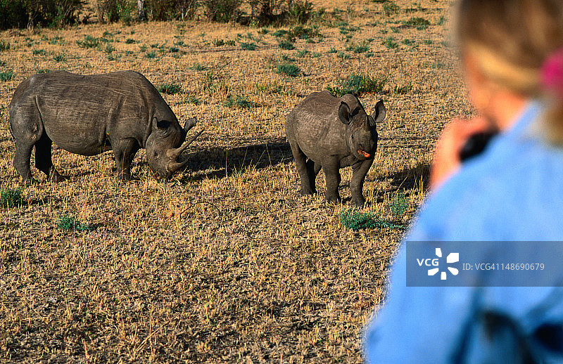 女人观看黑犀牛图片素材