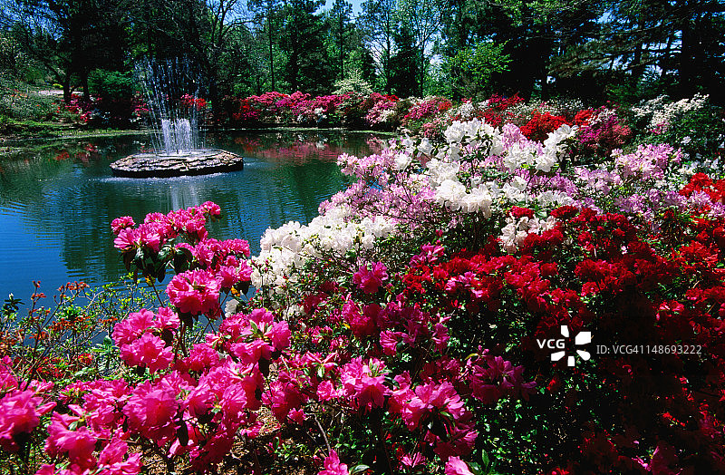 荣誉高地公园的杜鹃花节图片素材