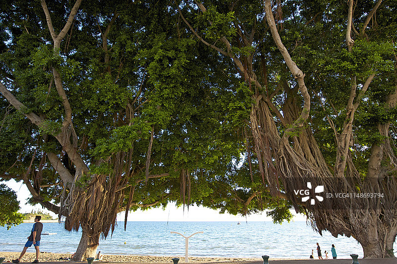 柠檬湾高大无花果树图片素材