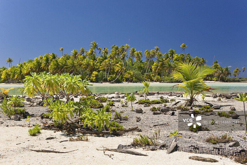 泻湖入口处的椰子干、幼树和灌木丛图片素材