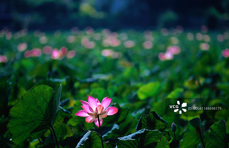 来自Candi Dasa的莲花(Nelumbo nucifera)图片素材