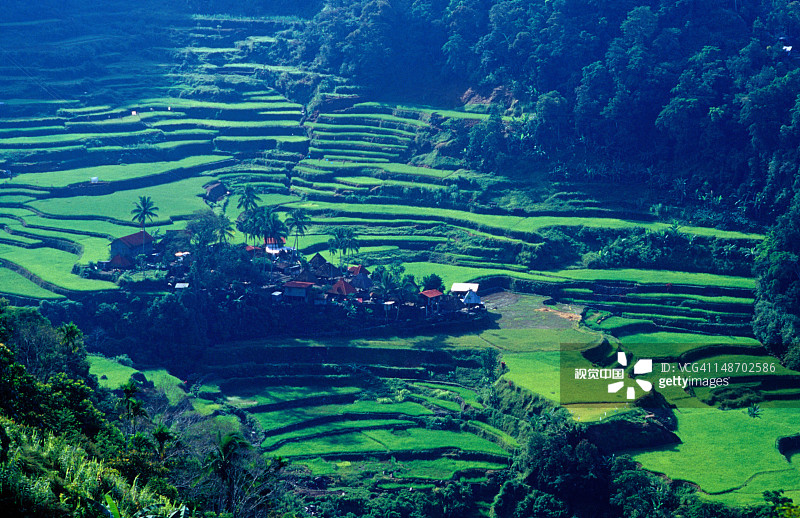 郁郁葱葱稻田环绕的班甘村图片素材