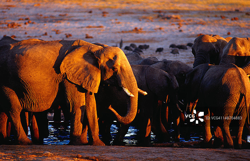 日落时分水塘边的大象图片素材