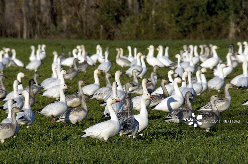 雪雁图片素材