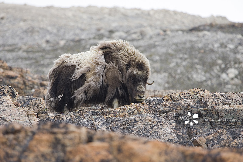 敦达斯港口的麝牛(Ovibos moschatus)图片素材