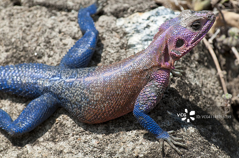鬣蜥图片素材